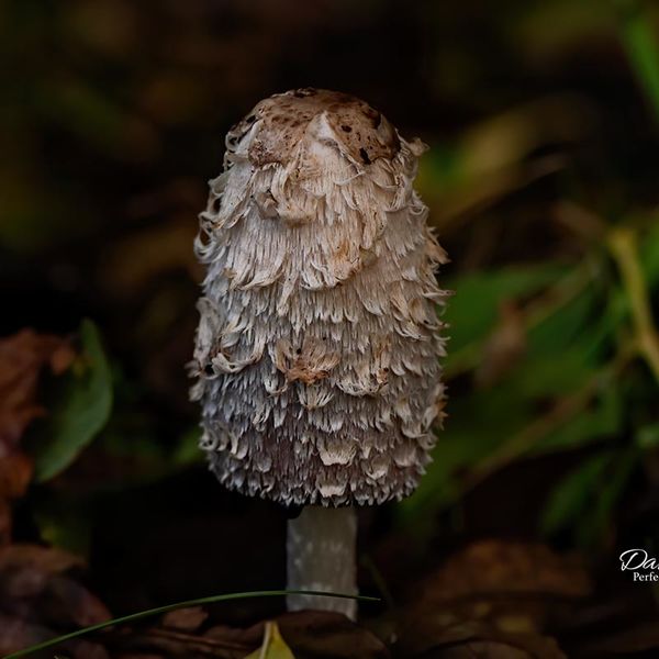 Shaggy Ink Cap