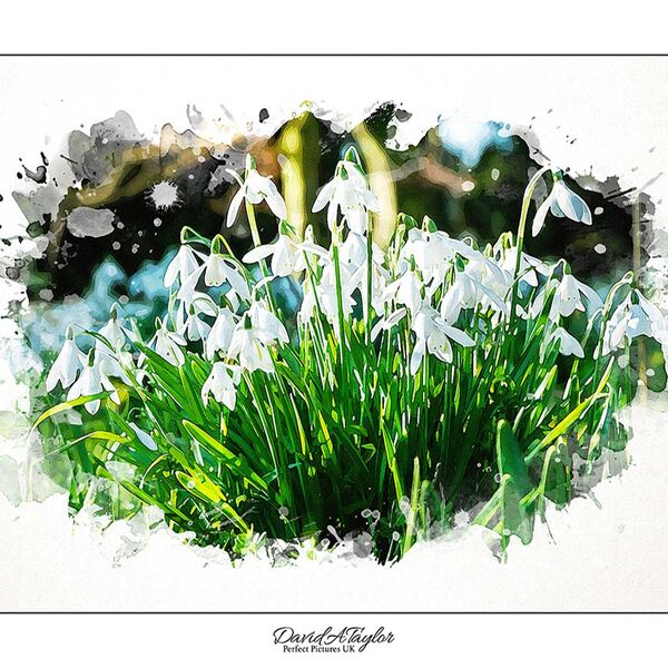 Snowdrops