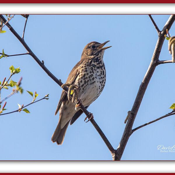 Song Thrush