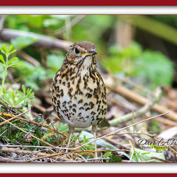 Song Thrush