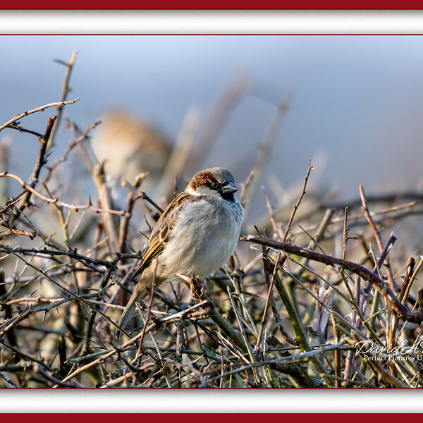 House Sparrow