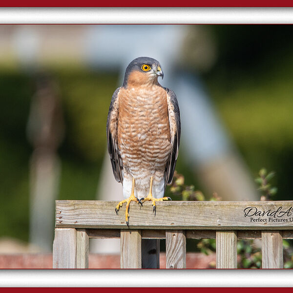 Sparrowhawk