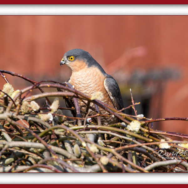 Sparrowhawk