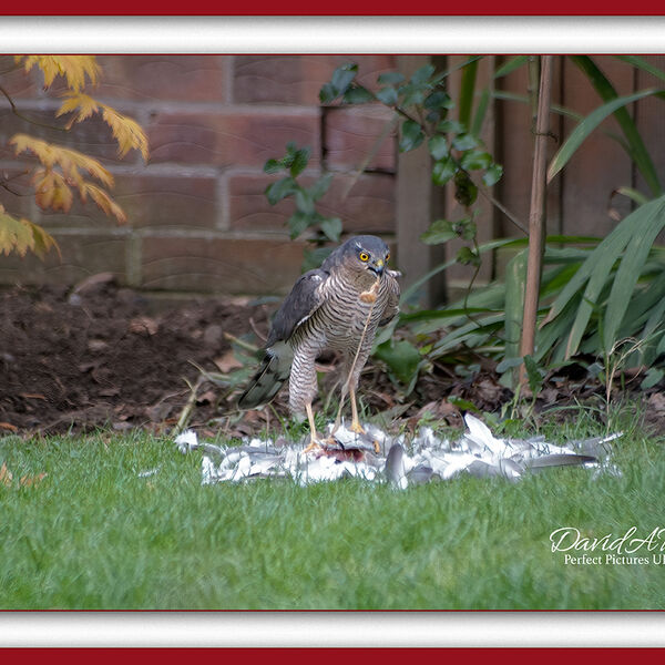 Sparrowhawk