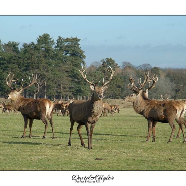 Red Dear Stags