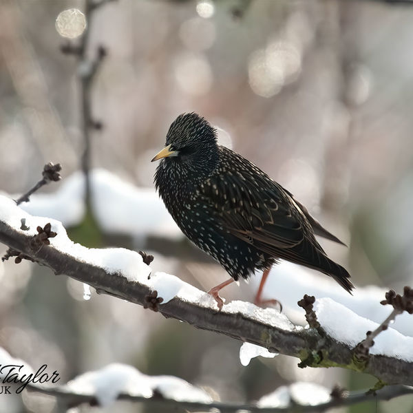 Starling