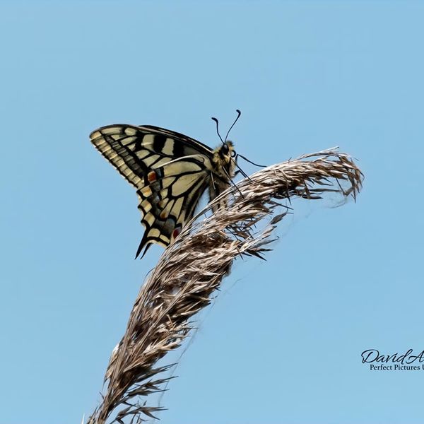 SwallowTail