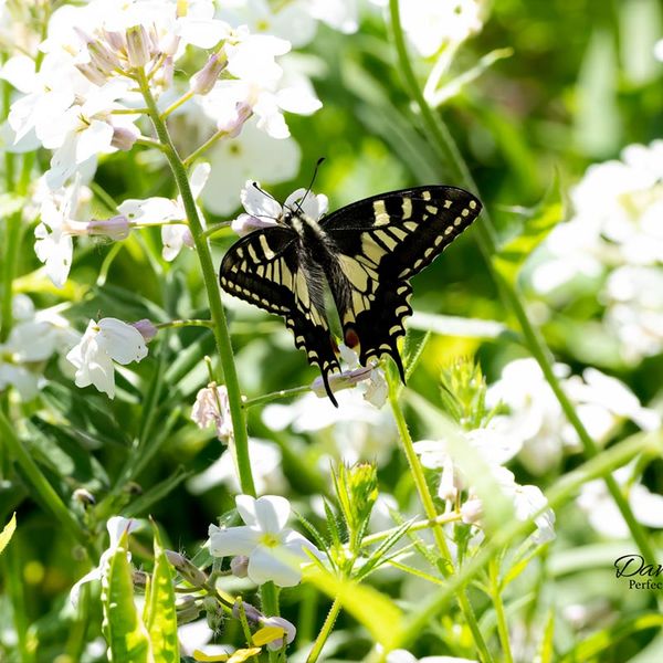 SwallowTail