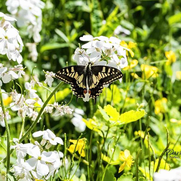 SwallowTail