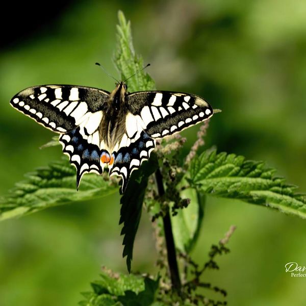 SwallowTail