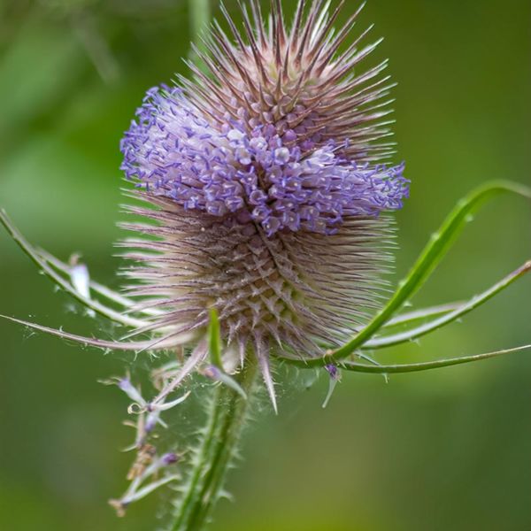 Teasel