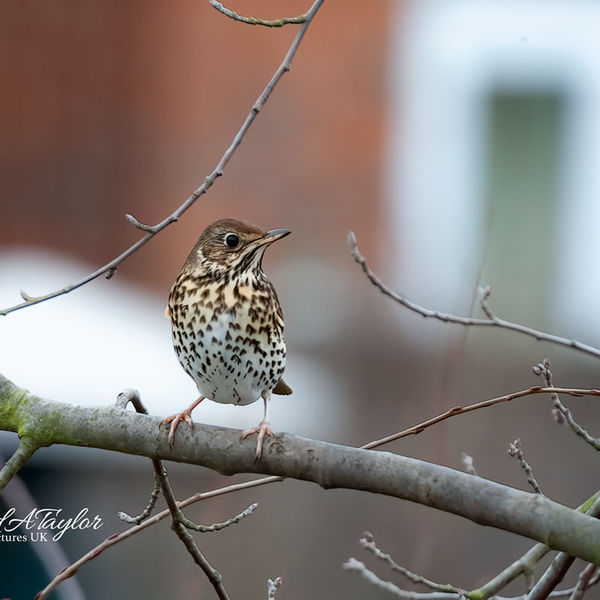 Thrush
