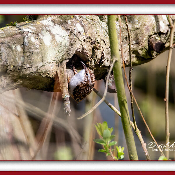 Treecreeper