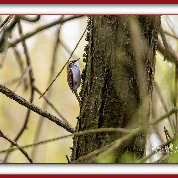 Treecreeper