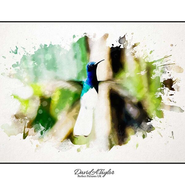 White-necked Jacobin