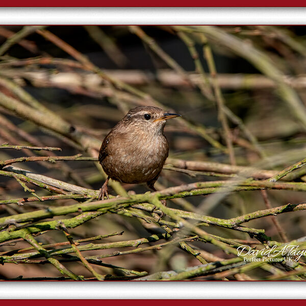 Wren