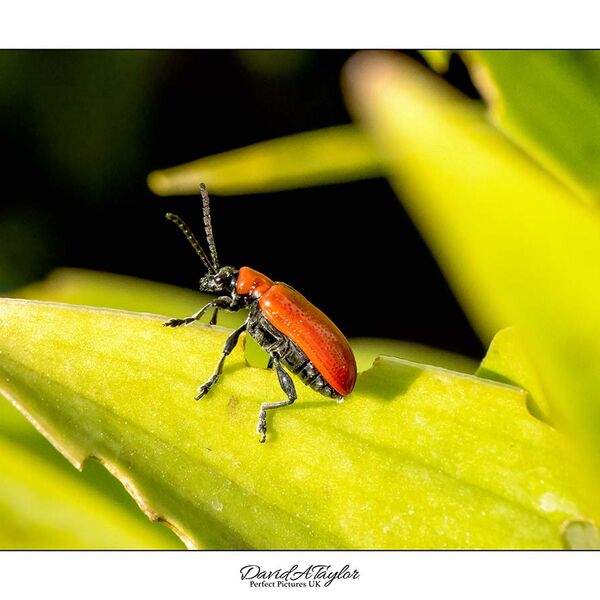 Lily Beetle