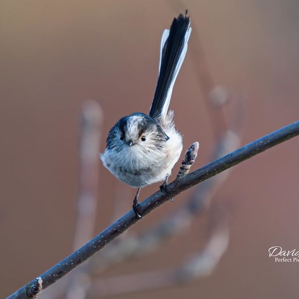 Long-Tailed Tit