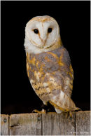 Barn owl portrait
