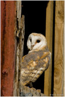 Barn owl