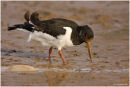 Oystercatcher