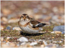 Snow bunting