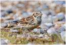 Lapland bunting