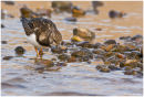 Turnstone wading