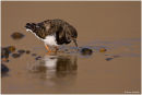 Turnstone