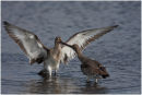 Black tailed godwits