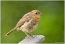 Robin (juvenile)