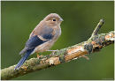 Bullfinch (juvenile)
