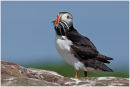 Puffin with sandeels