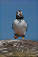 Puffin on the march !