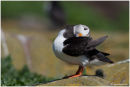 Puffin preening