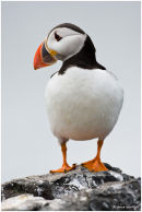 Puffin