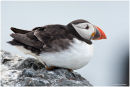 Puffin portrait