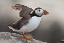 Puffin