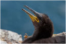 Juvenile shag