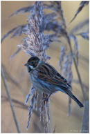 Reed bunting