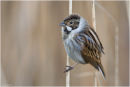 Reed bunting