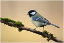 Great tit