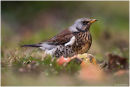 Fieldfare