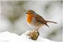 Robin in the snow