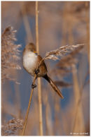 Bearded tit (female)