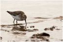 Dunlin