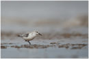 Sanderling