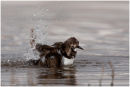 Turnstone