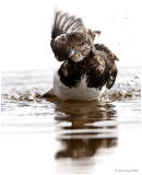 Turnstone