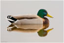 Mallard reflection
